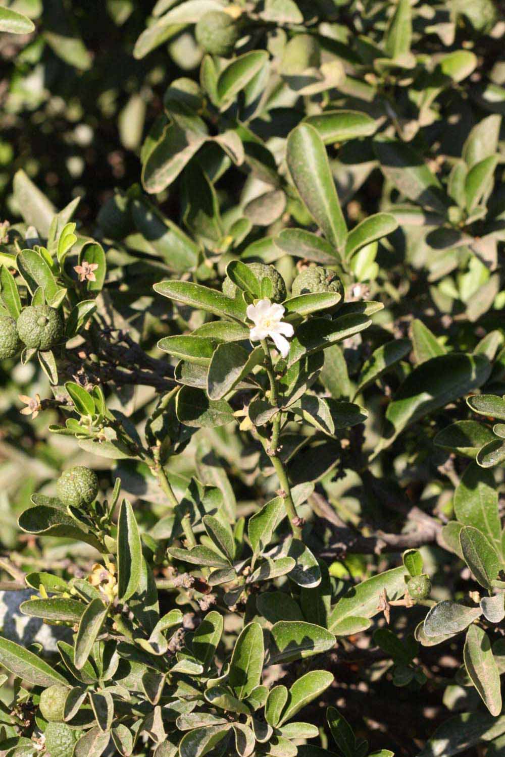              Sun leaves (Riverside, CA)       